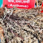 Sanjivani